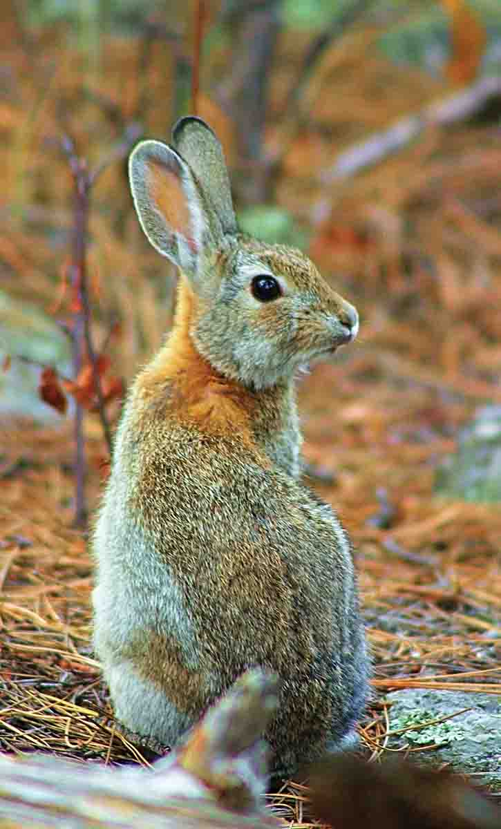 From the 8.3-inch Einstecklauf’s barrel insert, the Winchester .22 Magnum ammunition gets just about the same velocity as high-speed .22 Long Rifle ammunition from a rifle barrel, making it perfect for small game like cottontail rabbits.